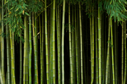bamboo_forest.jpg